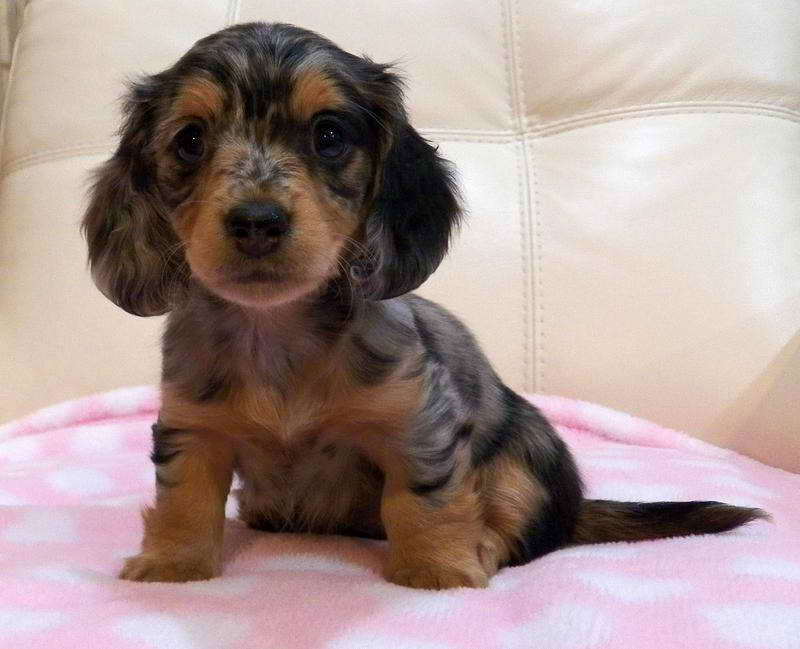 Where To Find Dachshund Puppies For Sale in New York NY