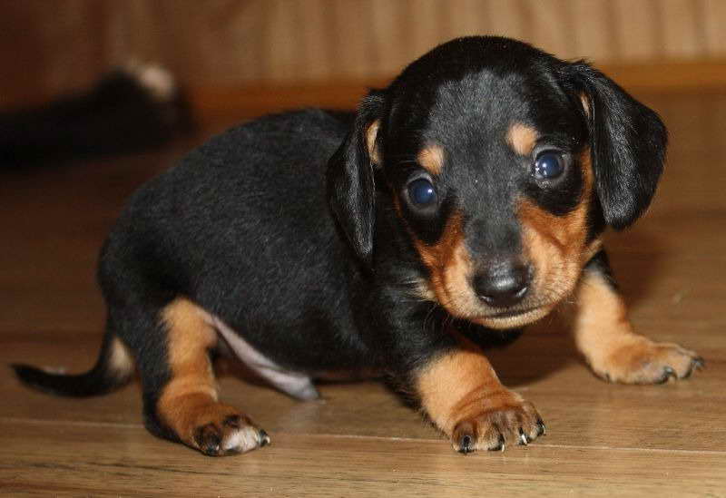 Dachshund Puppies For Sale Oklahoma
