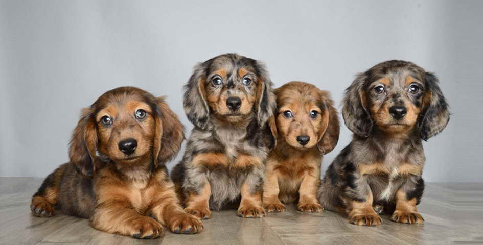 Dachshund Puppies For Sale Orlando