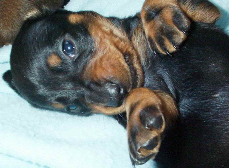 Dachshund Puppies For Sale Rochester Ny