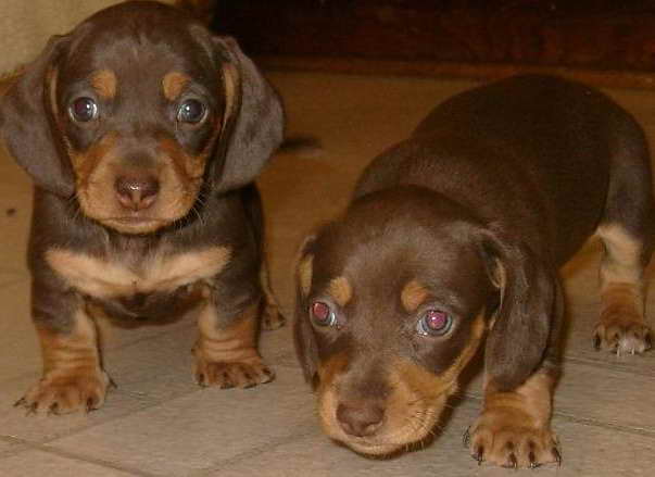 Dachshund Puppies For Sale Southern California PETSIDI