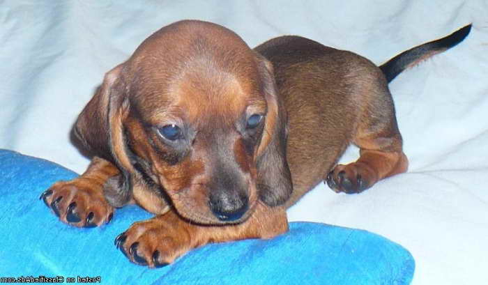 Dachshund Puppies For Sale Tampa