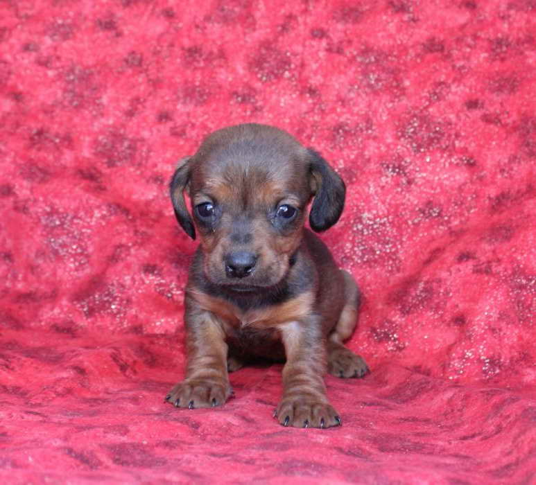 Dachshund Puppies For Sale Utah PETSIDI