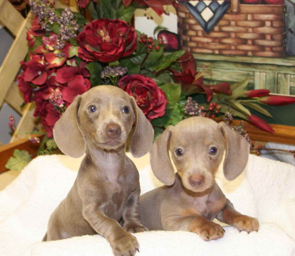 Dachshund Puppies In Alabama