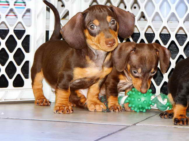 Dachshund Puppies In Georgia