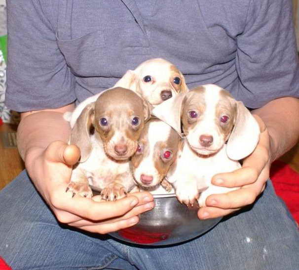 Dachshund Puppies In Tennessee