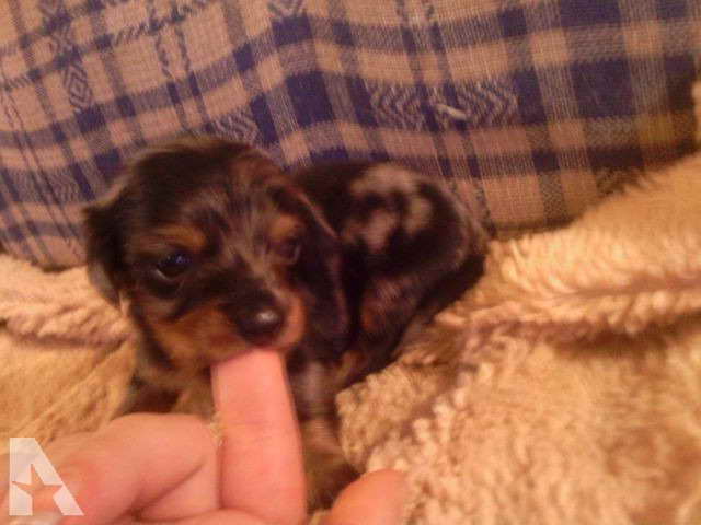 Dachshund Puppies In Wisconsin