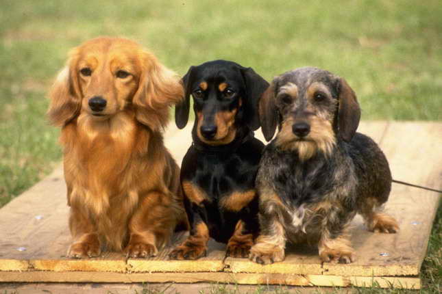Dachshund Puppies Information
