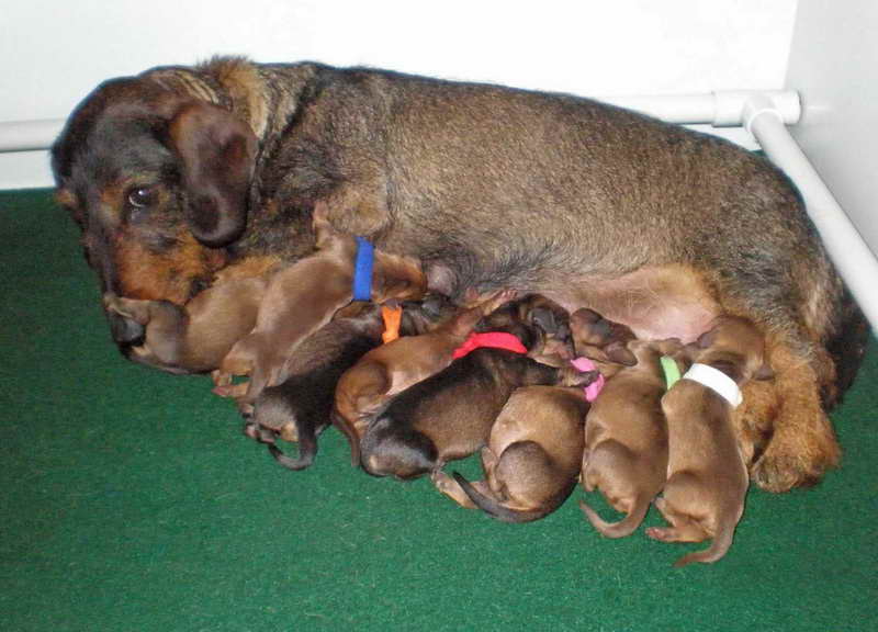 Dachshund Puppies Iowa PETSIDI