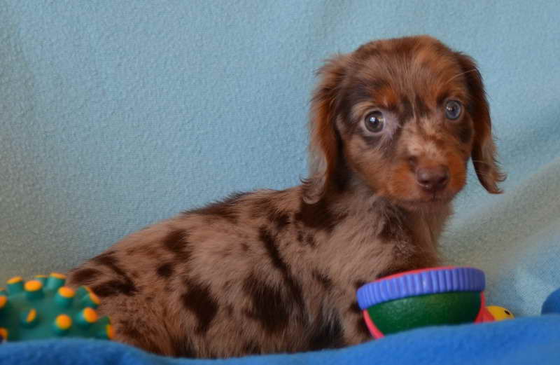 Dachshund Puppies Kansas City