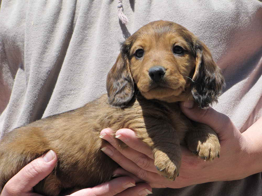 Dachshund Puppies Craigslist Pa - Puppy And Pets