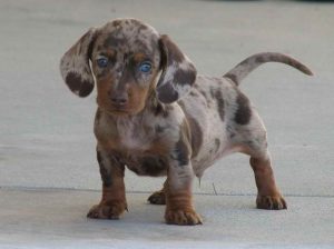 Dachshund Puppies Michigan