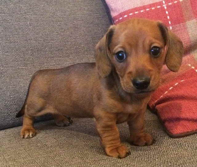 Dachshund Puppies Miniature