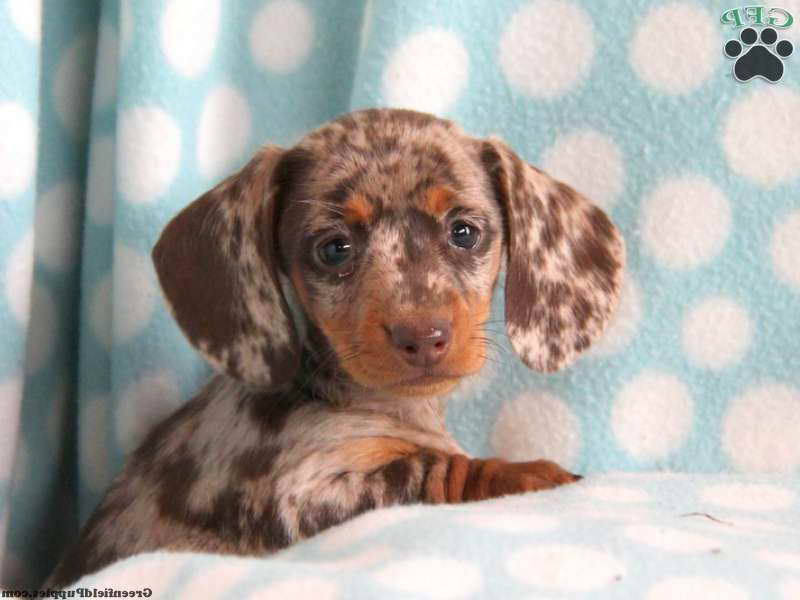 Dachshund Puppies Pa