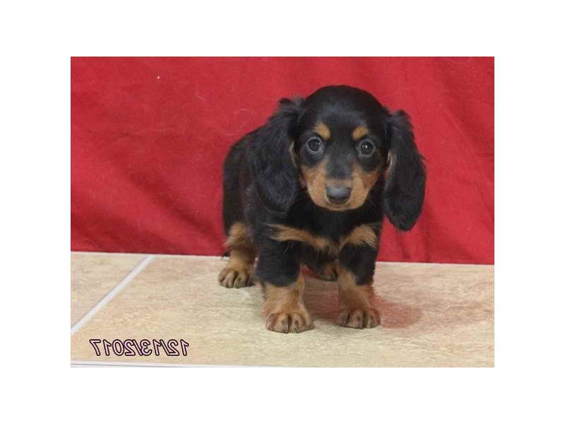 Dachshund Puppies Pensacola