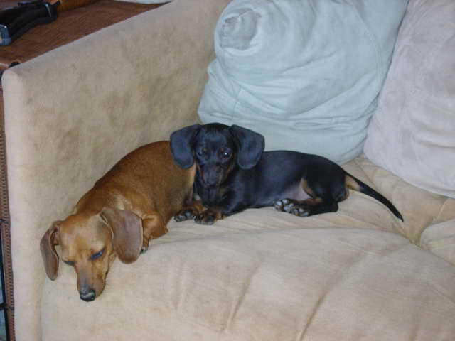 Dachshund Puppies Reno Nv