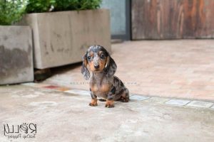 Dachshund Puppies Sale