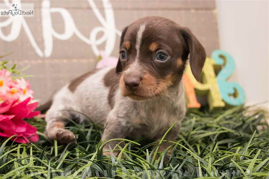 Dachshund Puppies San Antonio Tx