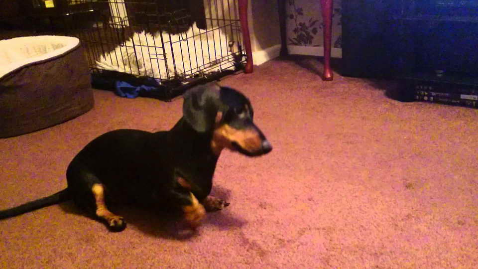 Dachshund Puppies Training