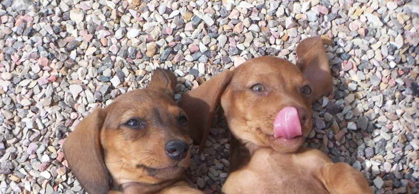 Dachshund Puppies Utah PETSIDI