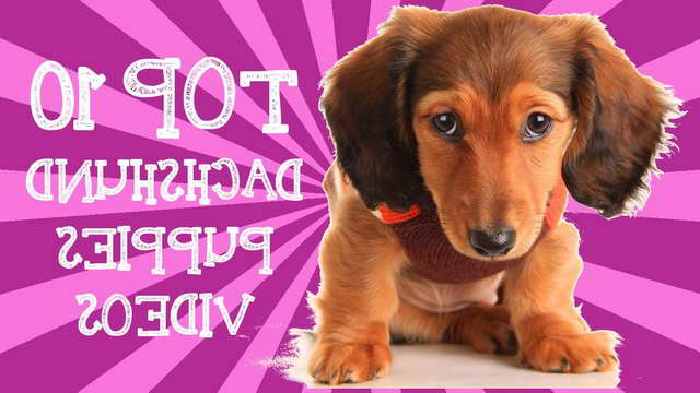 Dachshund Puppies Videos