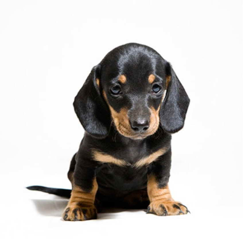 Dachshund Puppoes