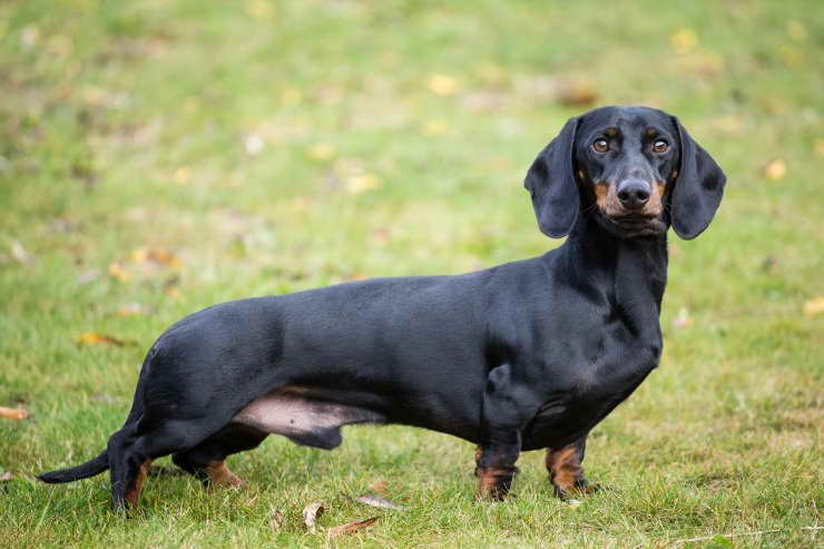 Dachshund Puppy Price