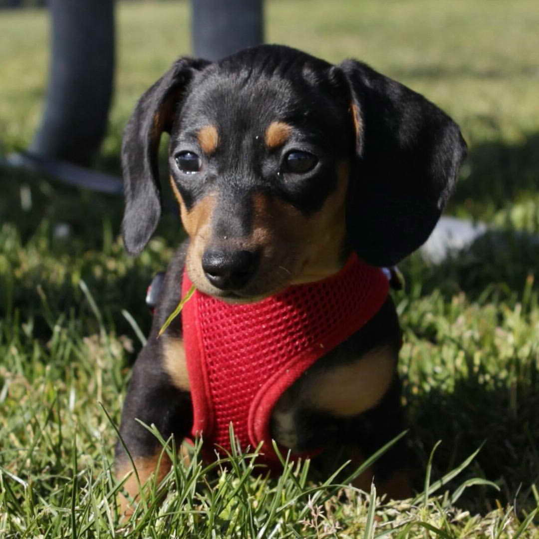 Dachshund Puppy Seattle