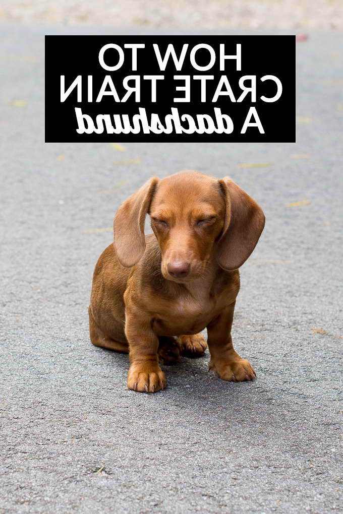 Dachshund Puppy Training Tips