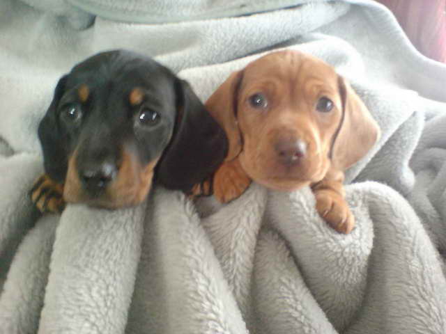 Dachshund Pups For Sale