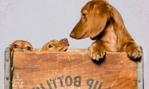 Dachshund Rescue Austin Tx