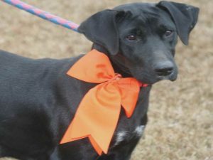 Dachshund Rescue Florida Jacksonville