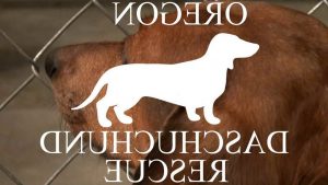 Dachshund Rescue Portland