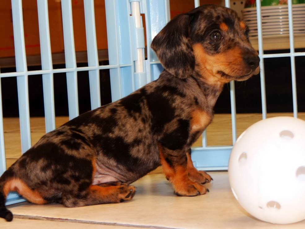 Dachshund Rescue Puppies