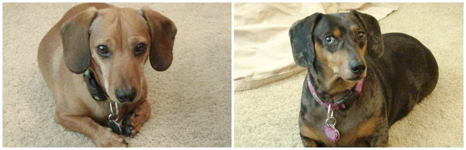 Dachshund Rescue St Louis | PETSIDI