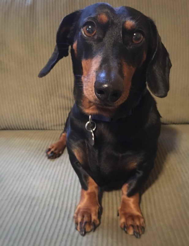 Dachshund Rescue Va