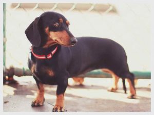 Dachshund Rescue Virginia