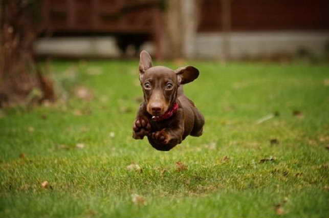 Dachshund Running