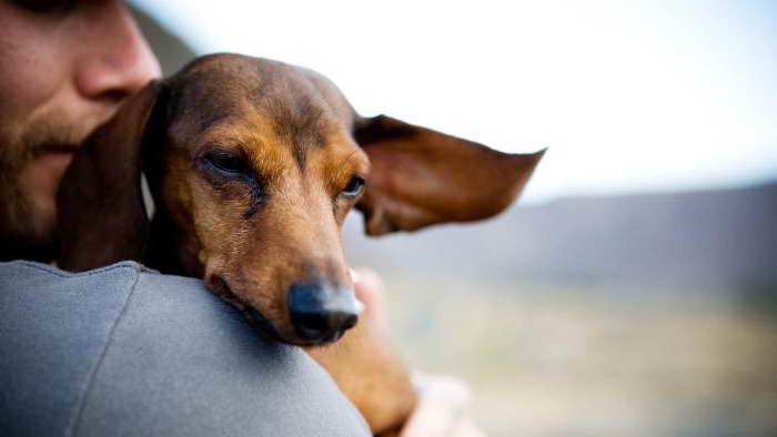 Dachshund Seizures A Comprehensive View