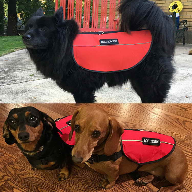 Dachshund Service Dog Vest