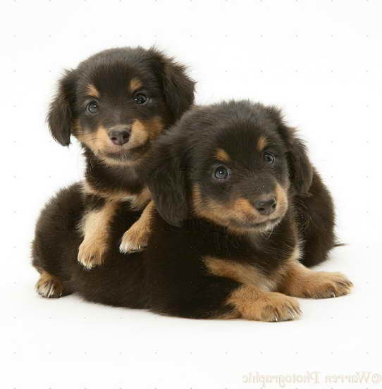 dachshund sheltie mix puppies