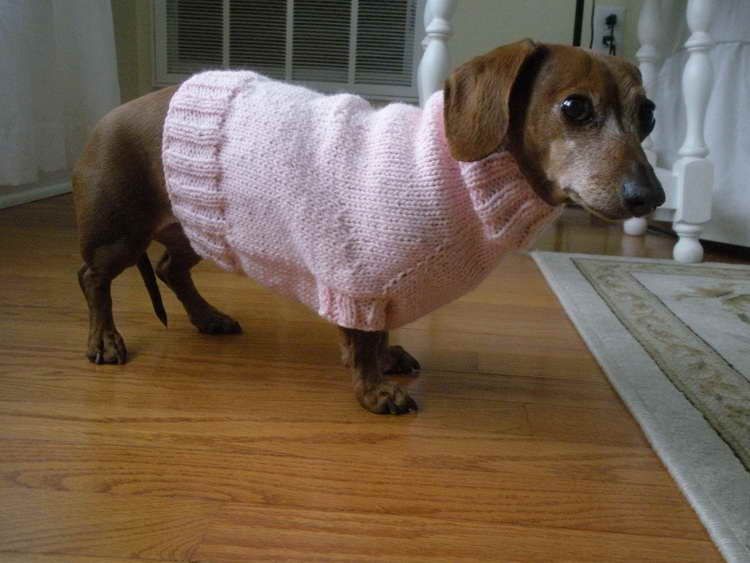 Dachshund Shirts For Dogs