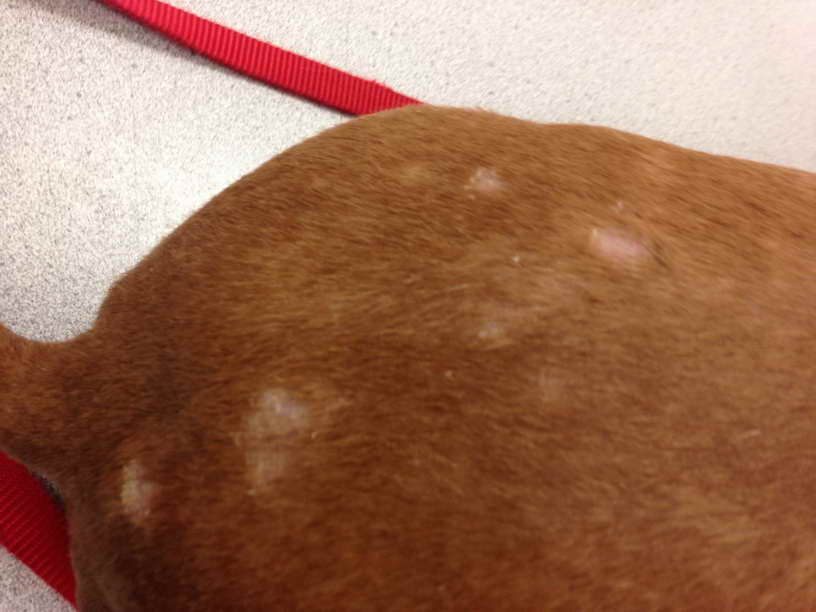 Dachshund Skin Conditions Petsidi