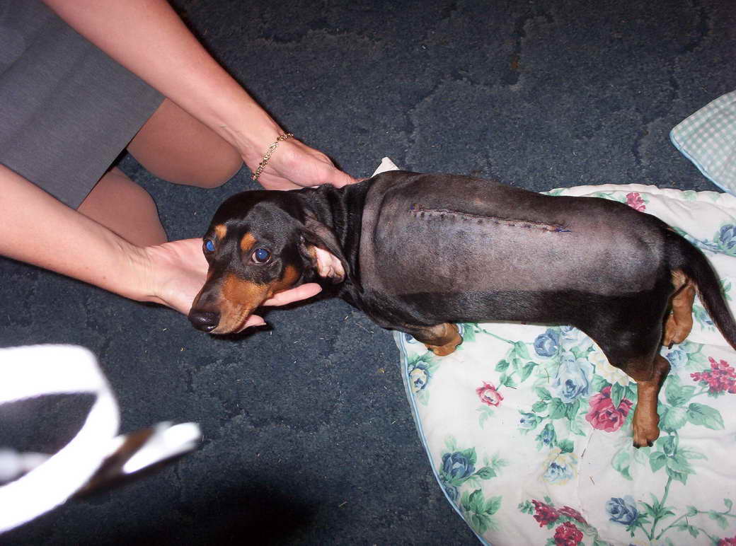 Dachshund Slipped Disc Surgery Cost