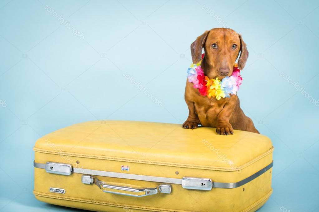 Dachshund Suitcase