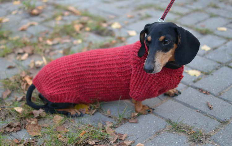 Dachshund Sweater