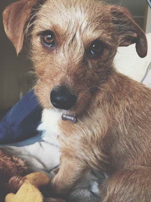 Dachshund Terrier Mix For Adoption PETSIDI