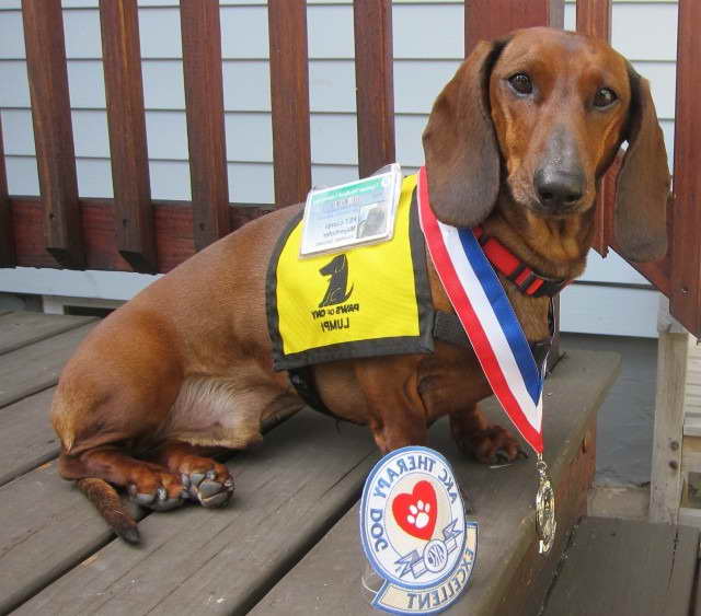 Dachshund Therapy Dog