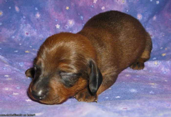 Dachshund Tweenie