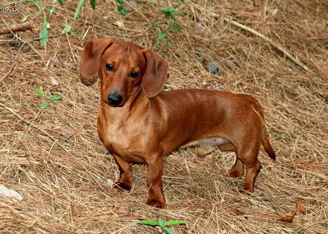 Dachshund Websites